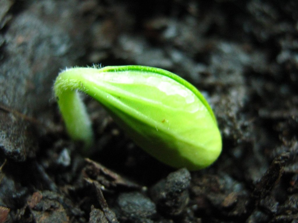 brote-de-planta-creciendo